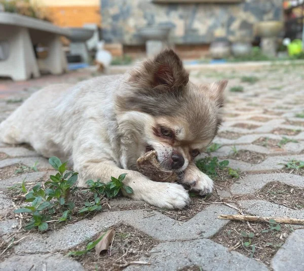 Söt Brun Chihuahua Hund Äter — Stockfoto