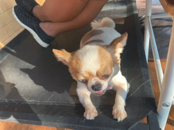 Söt Vit Chihuahua Hund Och Ben Henne — Stockfoto