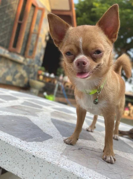 Kahverengi Chihuahua Sosislisi Tatlısı — Stok fotoğraf