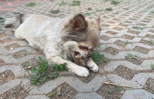 Cute of brown chihuahua dog eating