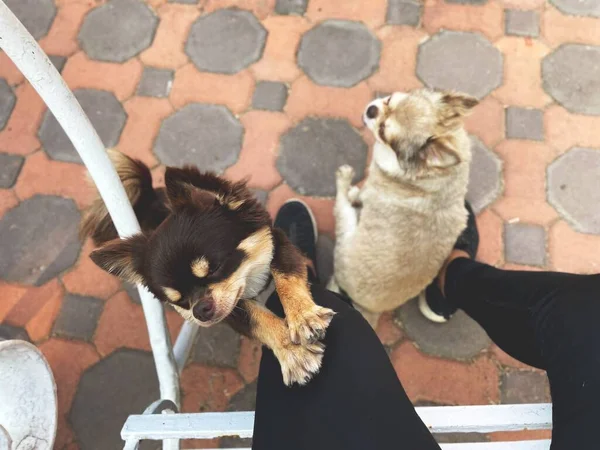 Selfie Χαριτωμένο Σκυλί Chihuahua Και Της — Φωτογραφία Αρχείου