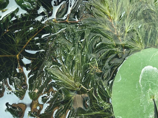 Close Algae Seagrass Plant — Stock fotografie