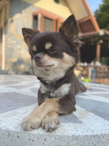 Söpö Ruskea Chihuahua Koira — kuvapankkivalokuva