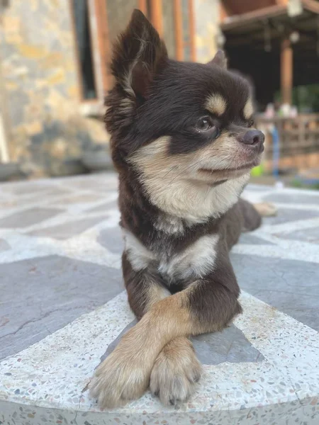 Bonito Cão Chihuahua Marrom — Fotografia de Stock