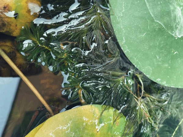 海藻海草植物的特写 — 图库照片