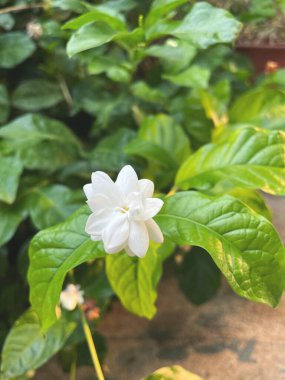 Yasemin güzel beyaz yapraklı çiçekler