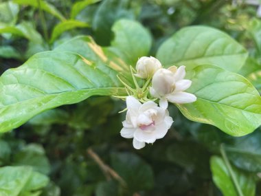 Yasemin güzel beyaz yapraklı çiçekler