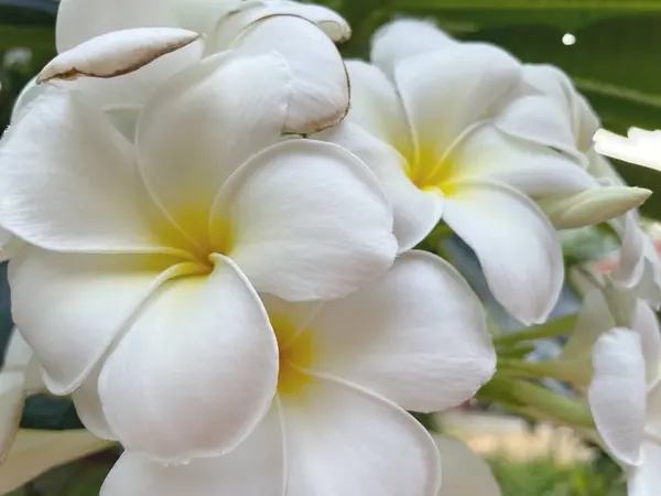 Krásné Bílé Frangipani Tropické Květiny — Stock fotografie