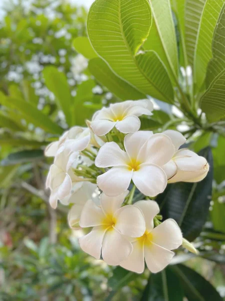Vacker Vita Frangipani Tropiska Blommor — Stockfoto