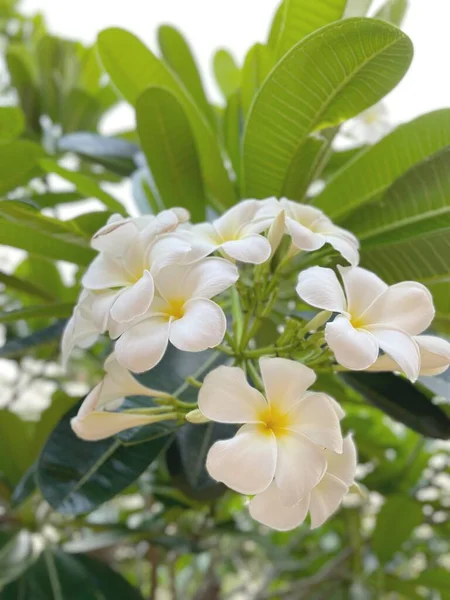 Hermosa Flores Tropicales Frangipani Blanco —  Fotos de Stock