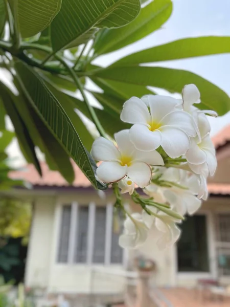 Schöne Weiße Frangipani Tropische Blumen — Stockfoto
