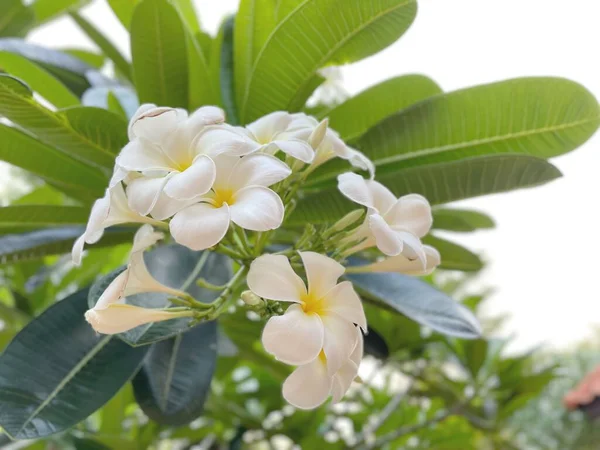 Beyaz Frangipani Tropik Çiçeklerinin Güzelliği — Stok fotoğraf