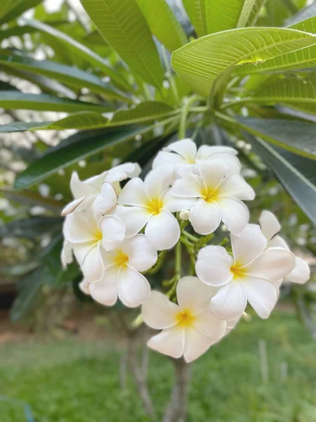 Beautiful White Frangipani Tropical Flowers — Stock Photo, Image