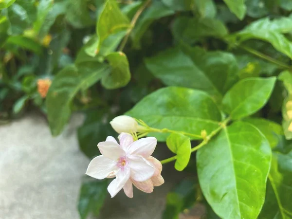 葉を持つジャスミンの白い花の美しい — ストック写真
