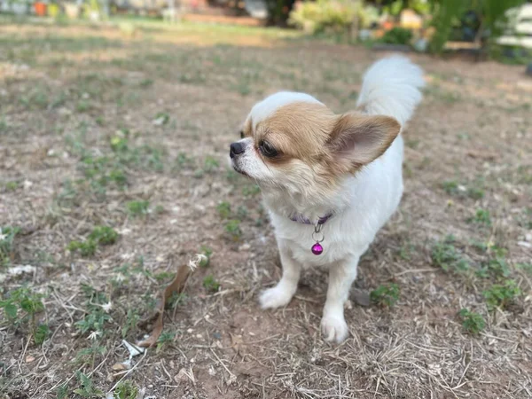 Schattig Van Witte Chihuahua Hond — Stockfoto