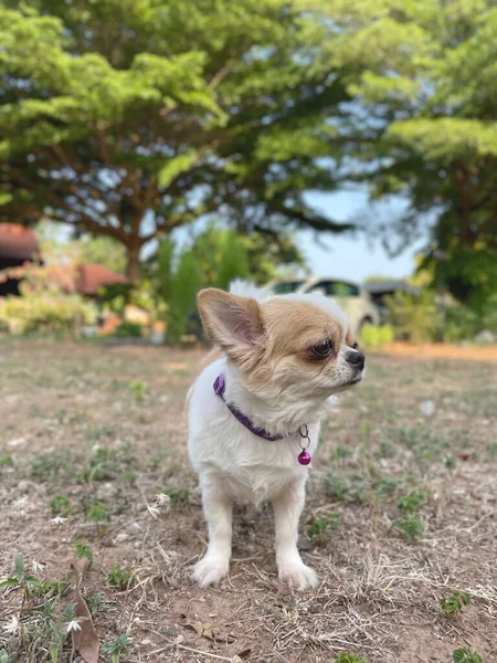 Mignon Chien Chihuahua Blanc — Photo
