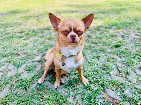 Niedlich Von Braunem Chihuahua Hund — Stockfoto
