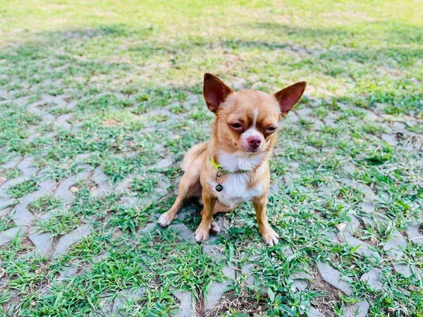 Lindo Perro Chihuahua Marrón — Foto de Stock
