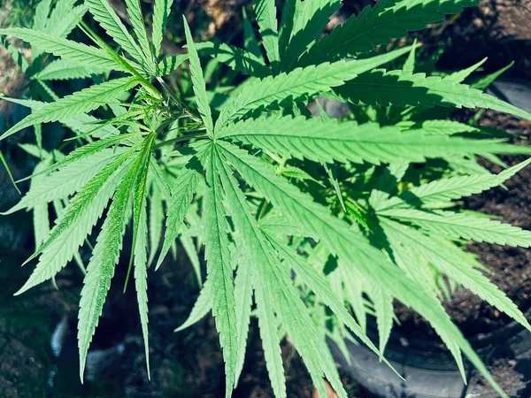 緑のマリファナの葉の美しい — ストック写真