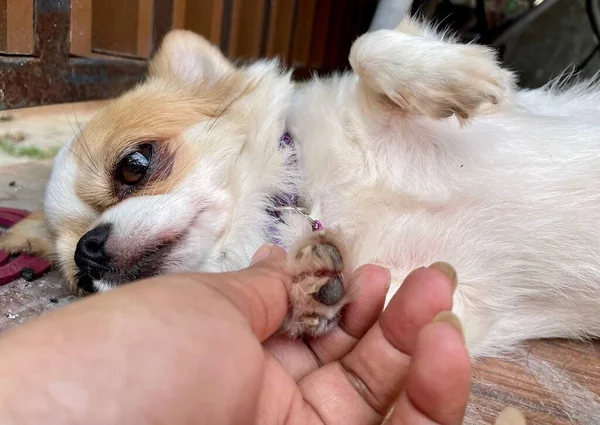 Симпатичная Чихуахуа Собака Играющая Руку — стоковое фото