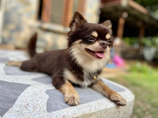 Bonito Cão Chihuahua Marrom Com Casa — Fotografia de Stock