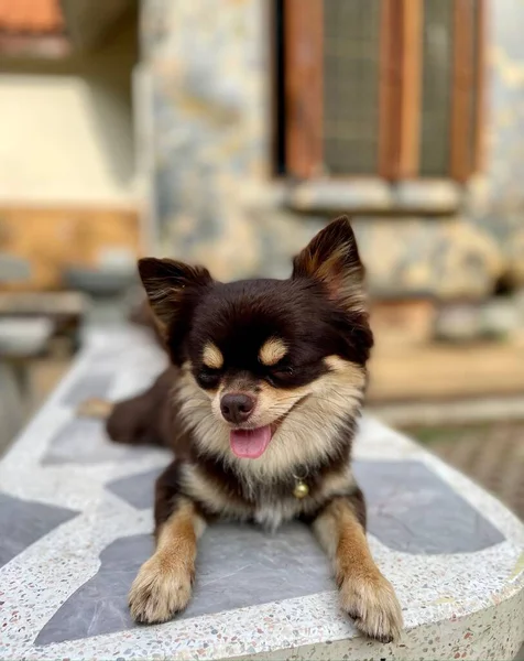 Aranyos Barna Chihuahua Kutya Otthon — Stock Fotó