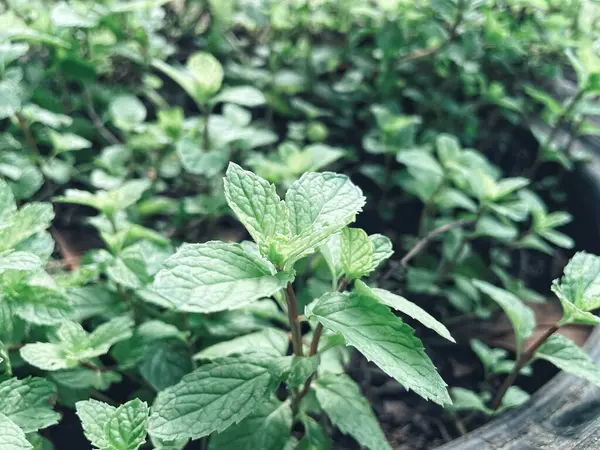 stock image Close up of mint leaves