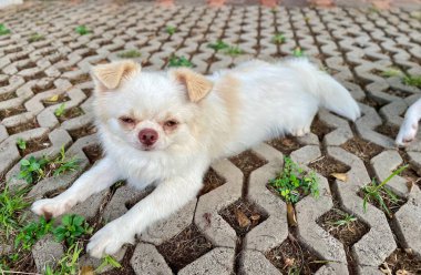 Chihuahua köpeğinin sevimli hayvanı.