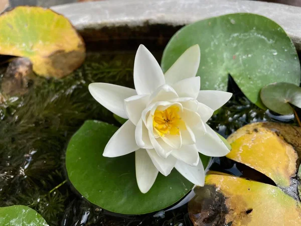 Schöne Weiße Lotusblüten Tropisch Mit Grünen Blättern — Stockfoto