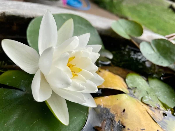Beautiful White Lotus Flowers Tropical Green Leaves — Foto de Stock