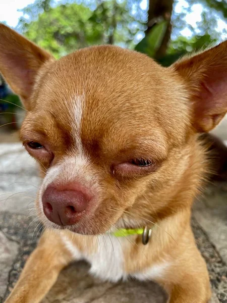 Cute Chihuahua Dog Pet Animal — Stock Photo, Image