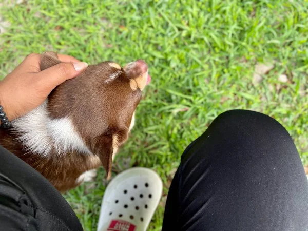 Söt Chihuahua Hund Spelar Henne — Stockfoto
