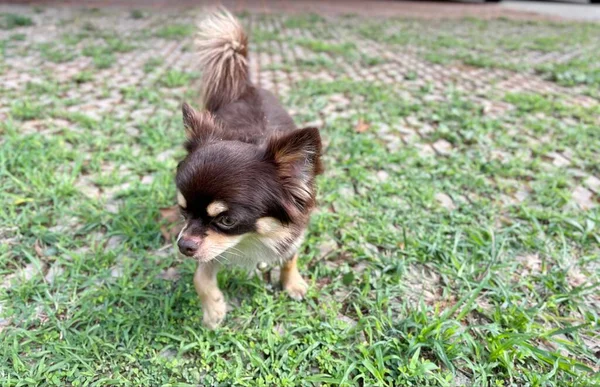 Carino Animale Domestico Cane Chihuahua — Foto Stock
