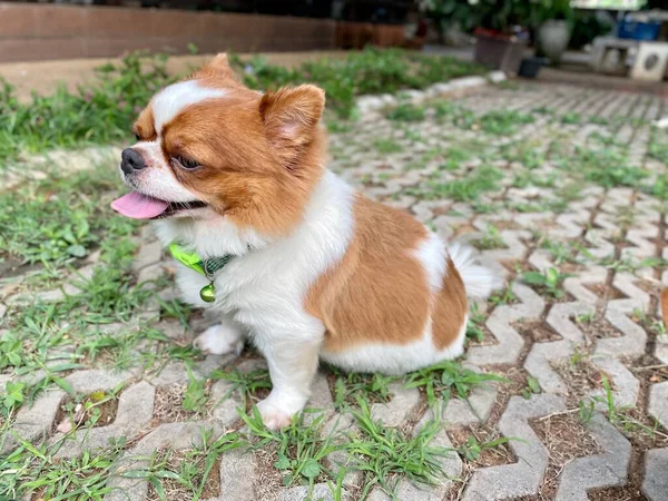 Aranyos Chihuahua Kutya Kisállat Állat — Stock Fotó