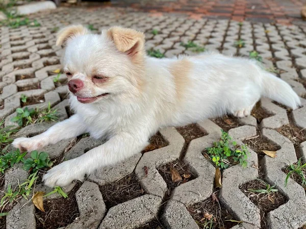 Niedlich Von Chihuahua Hund Haustier — Stockfoto