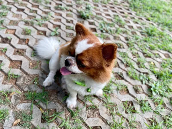 Söt Chihuahua Hund Sällskapsdjur — Stockfoto