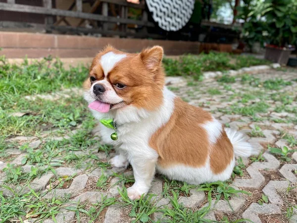 Bonito Animal Estimação Cão Chihuahua — Fotografia de Stock