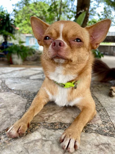 Aranyos Chihuahua Kutya Kisállat Állat — Stock Fotó
