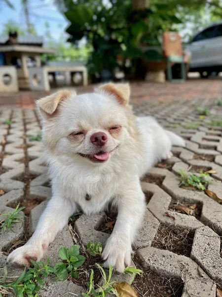 Chihuahua Köpeğinin Sevimli Hayvanı — Stok fotoğraf
