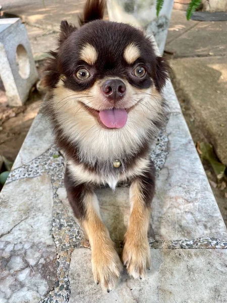 Bonito Cão Chihuahua Marrom — Fotografia de Stock