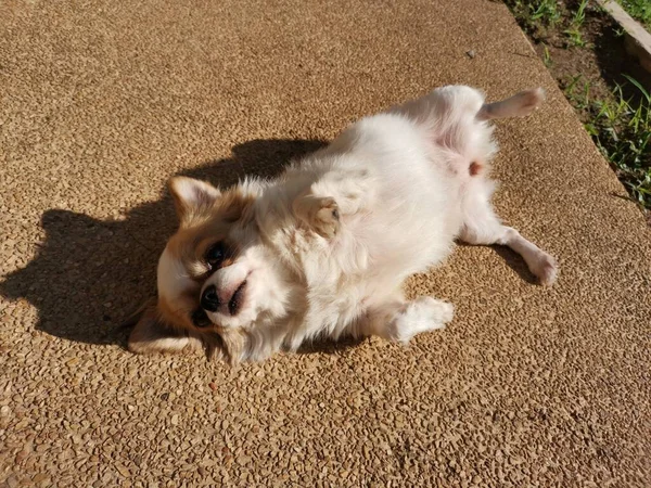Χαριτωμένο Λευκό Σκυλί Chihuahua Ύπνου Και Φως Του Ήλιου — Φωτογραφία Αρχείου