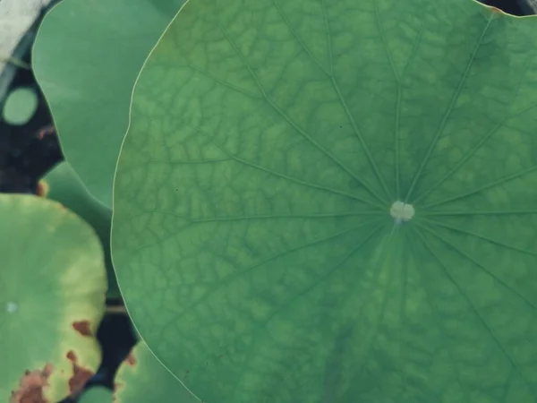 Зеленый Цвет Листьев Растения — стоковое фото