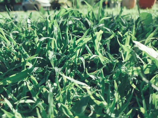 Close Folhas Vetiver Verdes — Fotografia de Stock