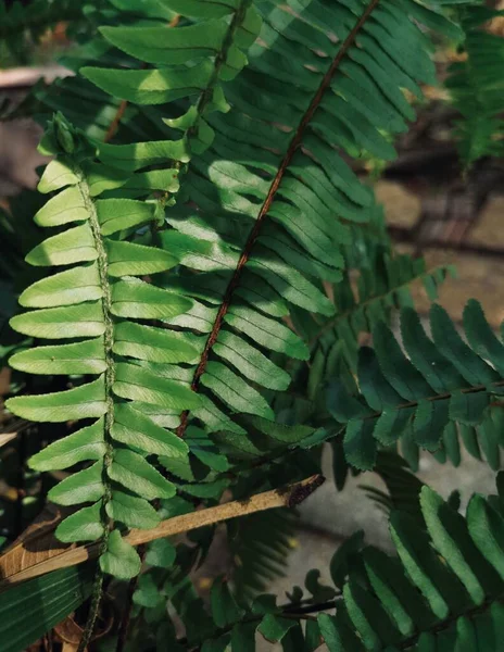 Prachtig Van Tropische Varens Bladeren Schaduw — Stockfoto