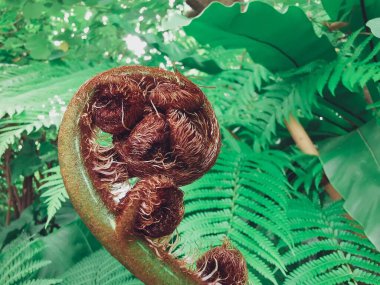 Yeşil tropik yaprakların güzelliği