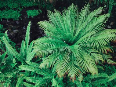 Yeşil tropik yaprakların güzelliği
