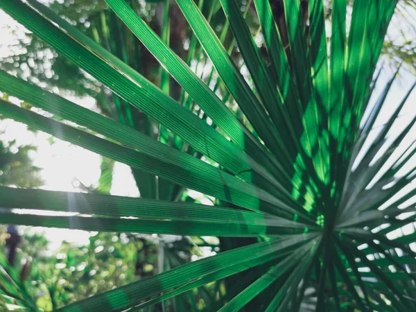 Hermosa Hojas Tropicales Verdes Fondo Planta Textura —  Fotos de Stock