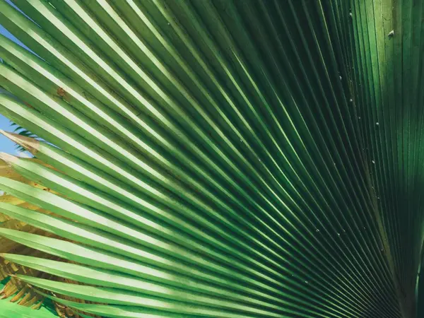 Gyönyörű Zöld Trópusi Levelek Növényi Háttér Vagy Textúra — Stock Fotó