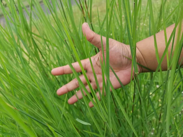 Green Grass Leave Hand — Stock Photo, Image