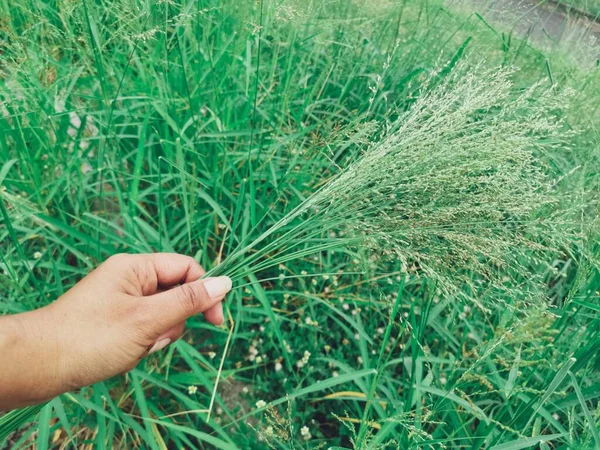 Vacker Gräs Våren Blommor Och Hand — Stockfoto